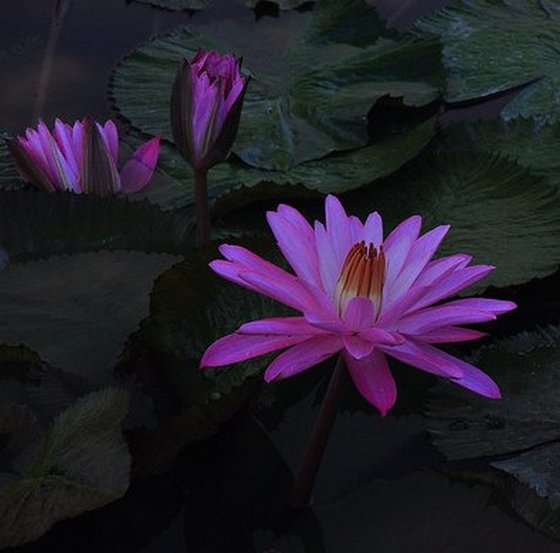 lotus flower information