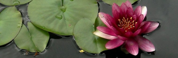 lotus flower emerging